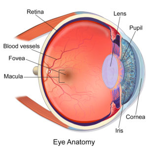 Understanding Eye Tracking & How it Can Work for You: Definitions, Metrics, and Applications 1 Eye Anatomy