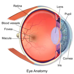 Understanding Eye Tracking & How it Can Work for You: Definitions, Metrics, and Applications 1 Eye Anatomy